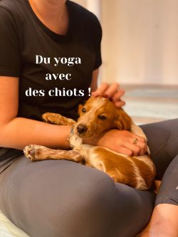 puppy yoga chien chiot chiots vinyasa Salon-de-Provence Hôtel d'Angleterre