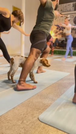 chiot chien bébé chien puppy yoga vinyasa Salon-de-Provence relaxation méditation