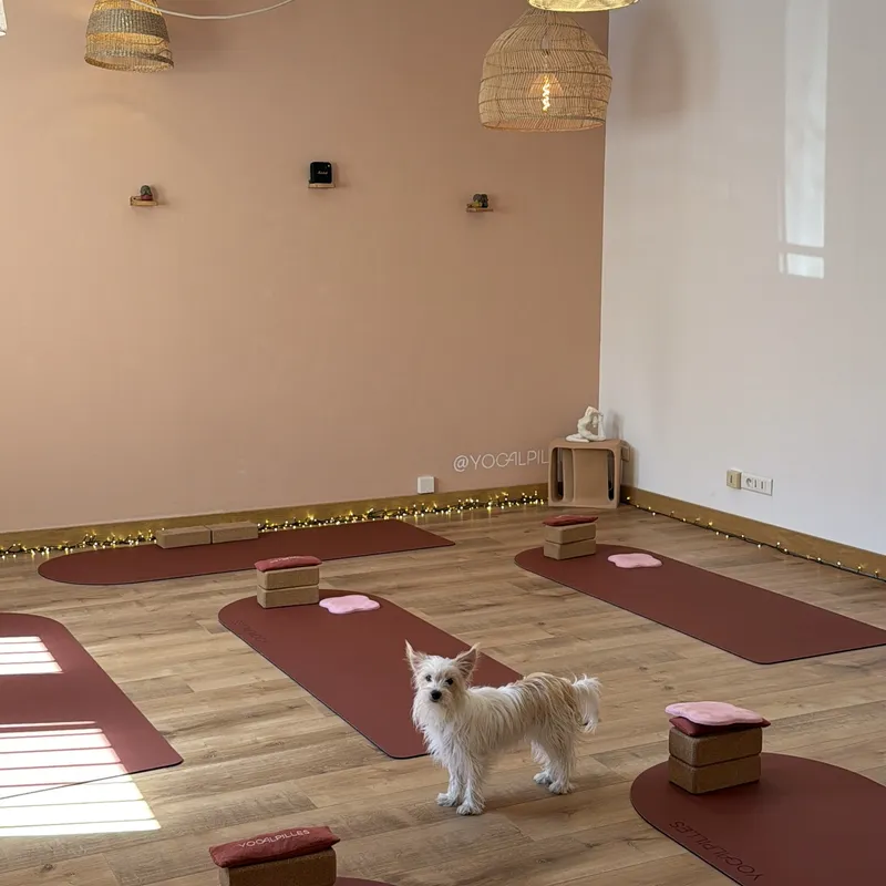 Petit chien blanc à poil long debout entre les tapis terracotta de la salle du studio, sous des suspensions en fibres naturelles.